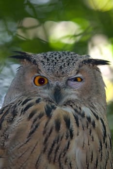 Long-eared owl