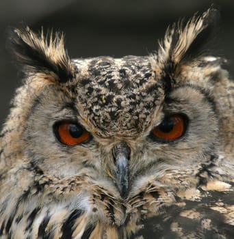 Long-eared owl