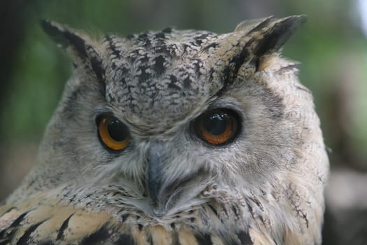 Long-eared owl