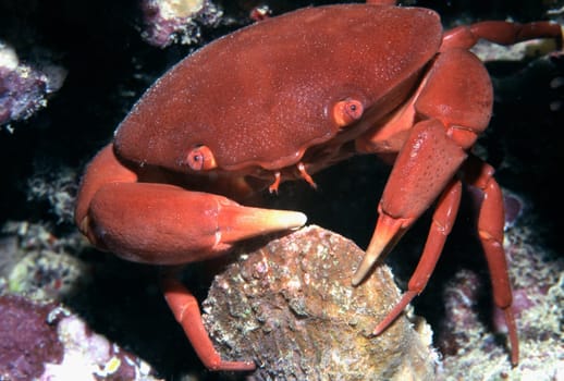 A nocturnal colon stone crab cracks a shell for consumption with its powerful claws Red Sea near Jeddah,Saudi Arabia.