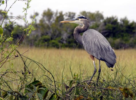 With its long neck,this majestic bird can grow up to 1.20 m tall and has a wingspan of 1.80 m. It uses its magnificent beak to impale fish,frogs and snakes in the rivers,swamps and lakes. Not only the non-profit organization