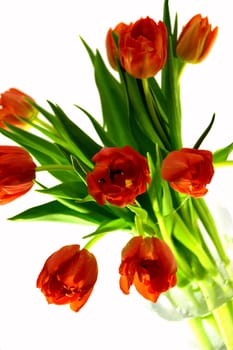 Tulip Parade