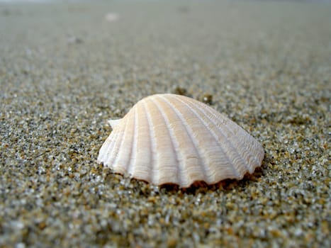 scallop