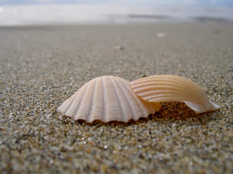 Scallops