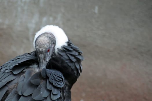 Condor