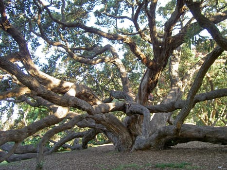 New Zealand Christmas tree