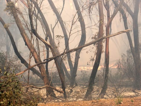 Bush fire