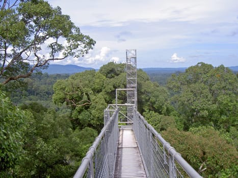 Jungle walkway