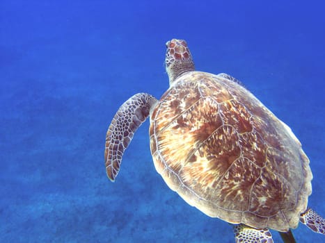 Green sea turtle