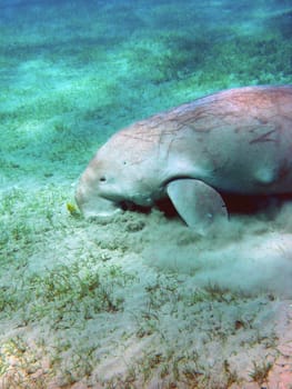 This image was taken in Marsa Abu Dabbab in the southern Red Sea. Most of the pictures of the dugong come from there,as a male has been there regularly for several years now. The dugong is the last representative of the forked swan