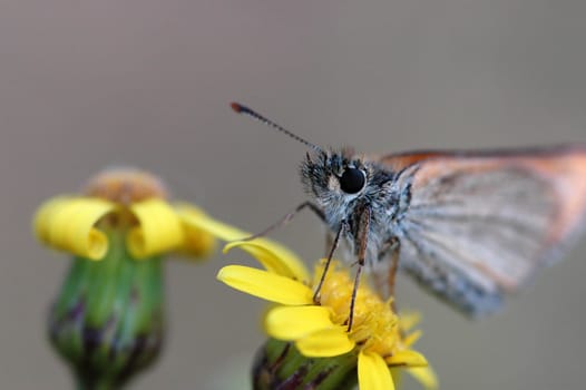 Butterfly 2