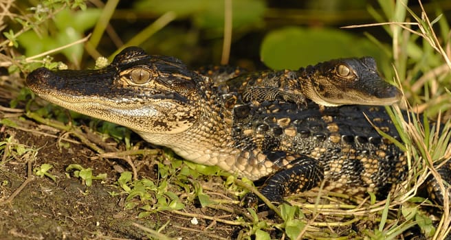From the end of May to June,the female piles up a mound of rotting plant material up to 1 m high,in which she lays up to 50 eggs. The nest is guarded by the female until the hatching of the young 9 weeks later. Gender