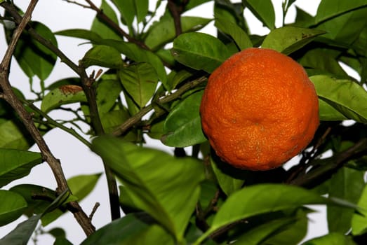 Tangerine tree