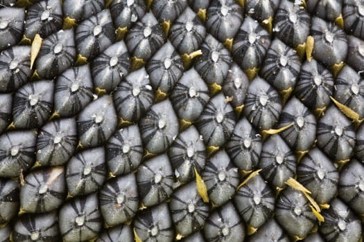 Close-up sunflower seeds