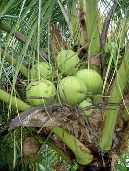 Coconuts