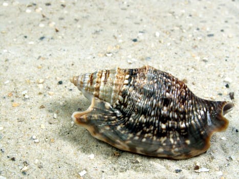 Shell