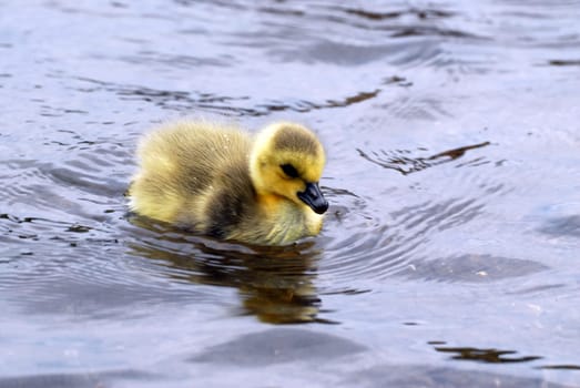 Swimmer