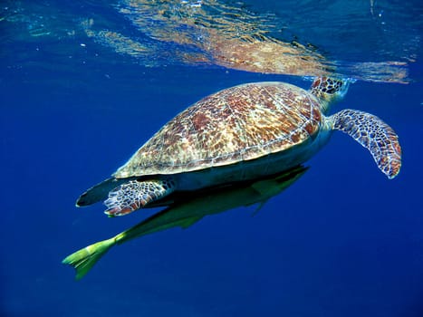 Green sea turtle