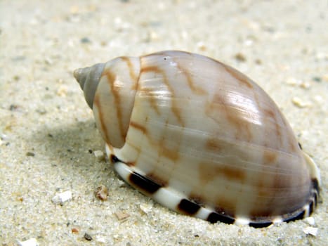 Shell