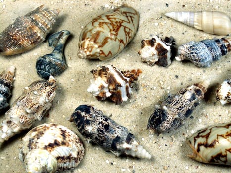 Mussels