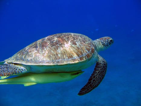 Green sea turtle