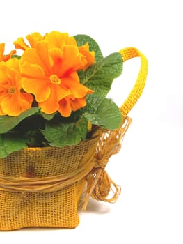 Primrose