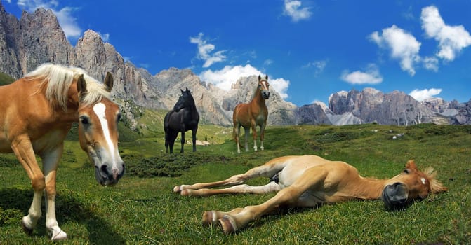 I've had a little time with my horses played. Is a montage.