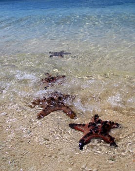 Lined up starfish