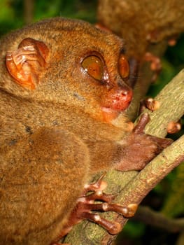 Tarsier on the island of Bohol