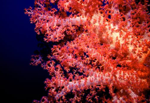 Soft corals usually shine in strong colors and filter plankton out of the water as food Red Sea,Yanbu,Saudi Arabia.