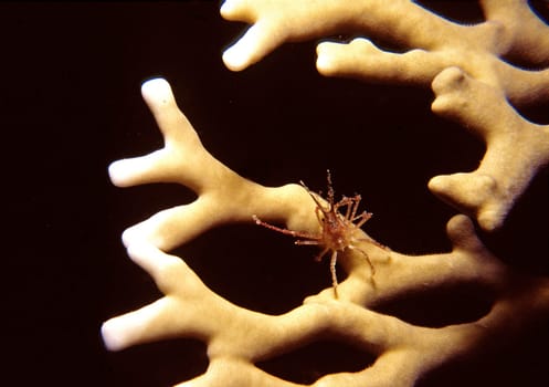 A tiny spider crab walks across a fire coral and is obviously immune to the coral's poison nettle Red Sea,Jeddah,Saudi Arabia.
