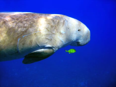 Dugong and mackerel