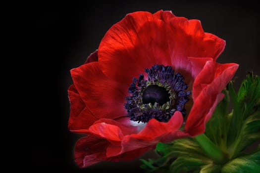 Anemone