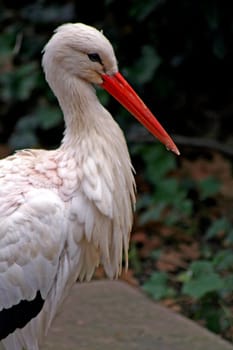 Stork