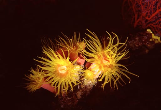 An orange goblet coral spreads its tentacles at night to filter nutritious plankton out of the water. Red Sea near Jeddah,Saudi Arabia. Canon AE1,50mmMacro,U/W aluminum body,f16,1/60,flash Ikelite,Fuji Velvia,scanned