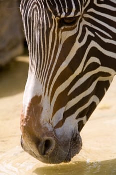 Zebra at watering hole
