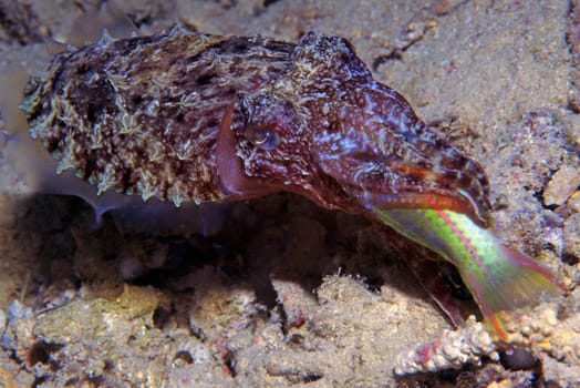 Squid on nocturnal prey. With lightning-fast movement,a Red Sea Junker was caught. Red Sea near Jeddah,Saudi Arabia. Nikon F90,105Macro,f8,1/60,Flash SB105,Fuji Provia,scanned