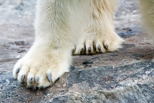 Polar Bear Paws