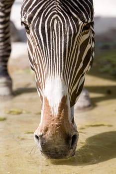 Drinking zebra