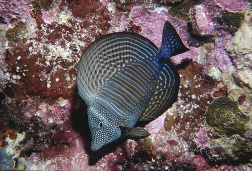 Indian Sailfin Doctor - wants to know who comes up with these names!! Red Sea near Jeddah,Saudi Arabia. Nikon F90,28-70mm,Subal U/W case,f8,1/60,Flash SB105,Fuji Provia,scanned