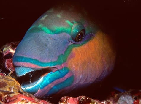 A parrotfish sleeps in a rock niche at night. Red Sea near Jeddah,Saudi Arabia. Nikon F90,105mmMacro,Subal U/W case,f8,1/60,Flash SB105,Fuji Provia,scanned
