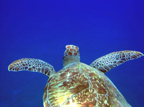 Green sea turtle