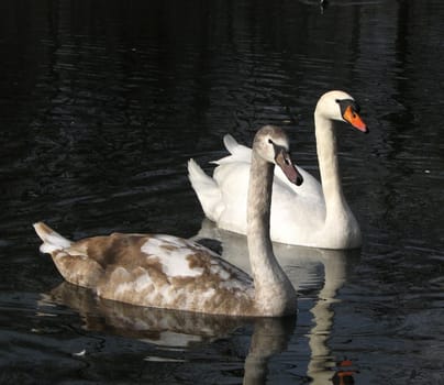 ... this swan cub was born last year at the beginning of June... together with 7 siblings... Today I could unfortunately only discover 4 swan cubs...