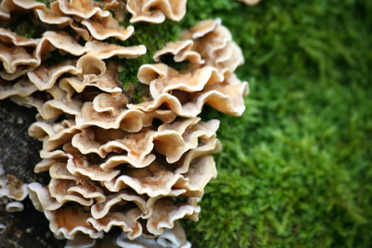 Tree fungi