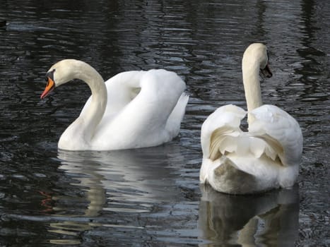 The name swans (Cygnini) is the name given to two genera of birds (Cygnus and Coscoroba) that belong to the duck family (Anatidae) from the order Anseriformes. Within ducks,they belong to the subfamily of geese