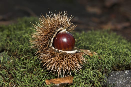 Chestnut