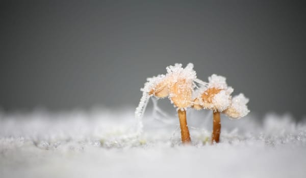 Mini mushrooms in the snow