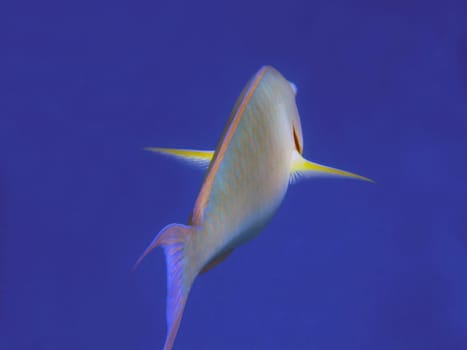 Indian longnose photographed in the Red Sea. The fish belongs to the parrotfish family and is relatively common in the Red Sea.