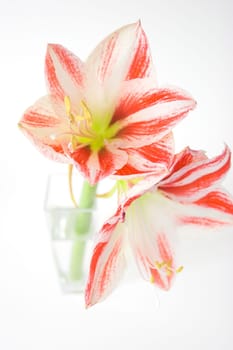 Amaryllis II