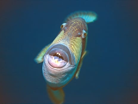 Attack of a giant triggerfish. If an intruder gets too close to the nest,it is aggressively defended. Red Sea near Jeddah,Saudi Arabia. Nikon F90,28-70mm,Subal U/W case,f8,1/60,Flash SB105,Fuji Provia,scanned